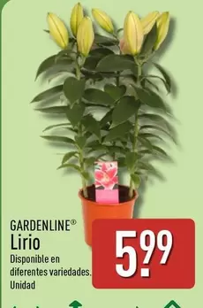 Gardenline - Lirio