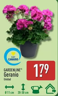 Gardenline - Geranio