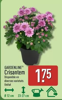 Gardenline - Crisantem