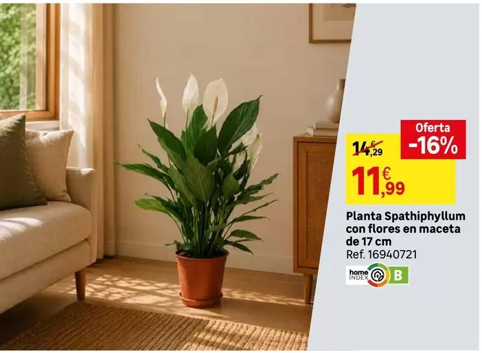 home - Planta Spathiphyllum Con Flores En Maceta De 17 Cm