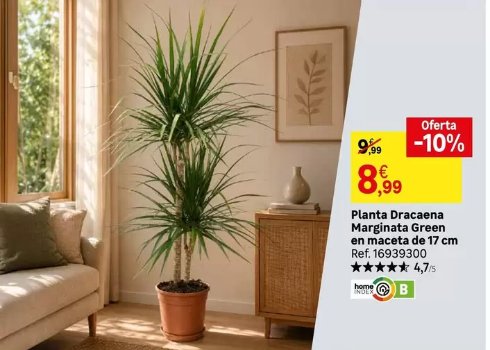 home - Planta Dracaena Marfrinata Green En Maceta De 17 Cm
