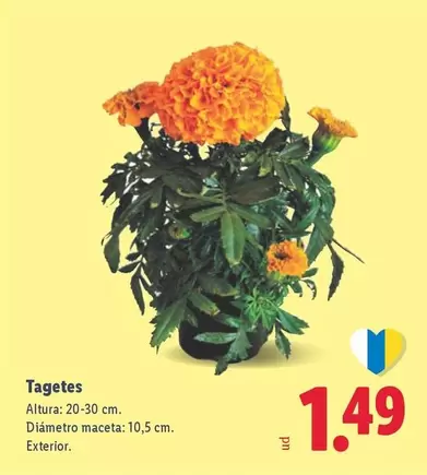 Tagetes