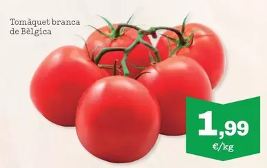 Tomaquet Branca De Belgica
