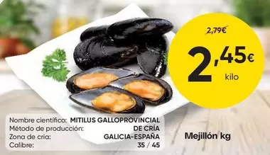 Mejillon