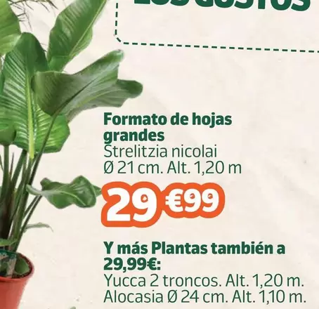 Formato De Hojas Grandes