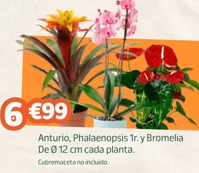 Anturio, Phalaenopsis 1R. Y Bromelia