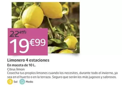 Limonero