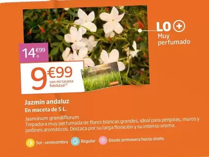 Jazmín Andaluz