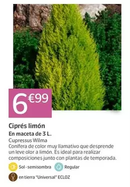Ciprés Limón