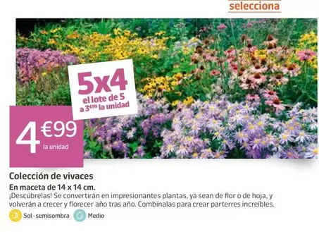 Colección De Vivaces