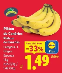 Platano De Canarias