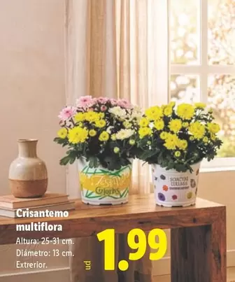 Crisantemo Multiflora
