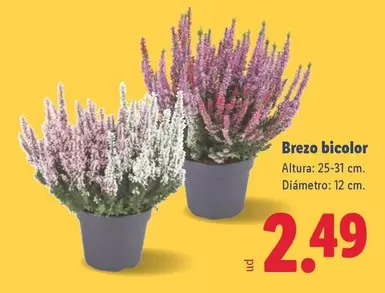 Brezo Bicolor