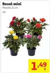 Rosal Mini