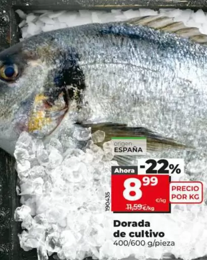 Dorada De Cultivo