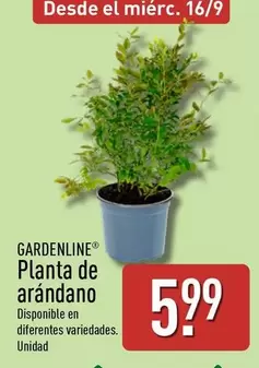 Gardenline - Planta De Arandano