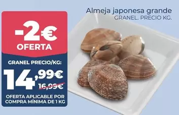 Almeja Japonesa Grande