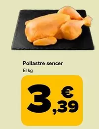 Pollastre Sencer