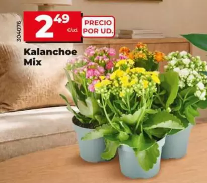 Kalanchoe Mix