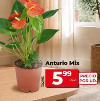 Anturio Mix