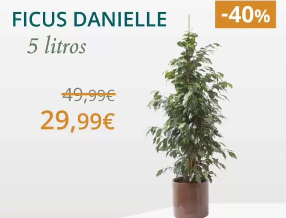 Ficus Danielle