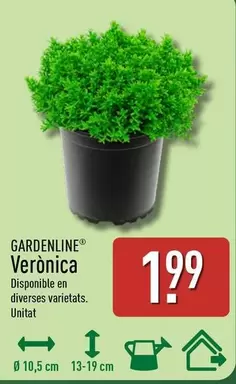 Gardenline - Veronica