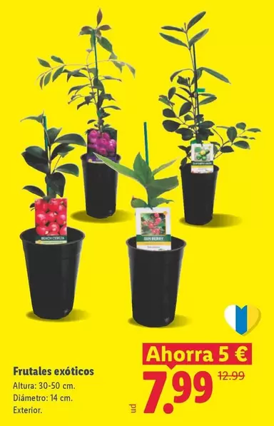 Frutales Exóticos