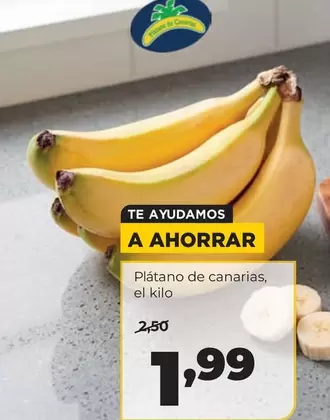Platano De Canarias