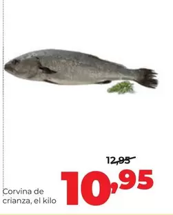 Corvina De Crianza