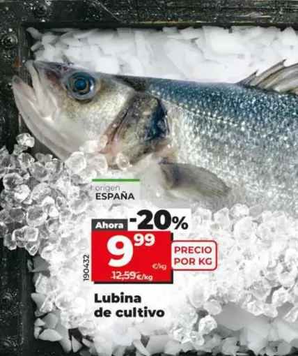Lubina De Cultivo