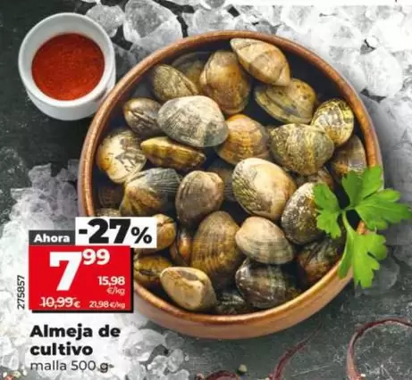 Almeja De Cultivo