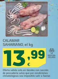 Calamar Sahariano