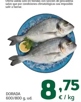 Dorada - 600/800 G