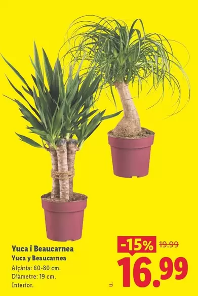 Yuca I Beaucarnea