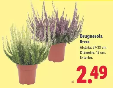 Bruguerola
