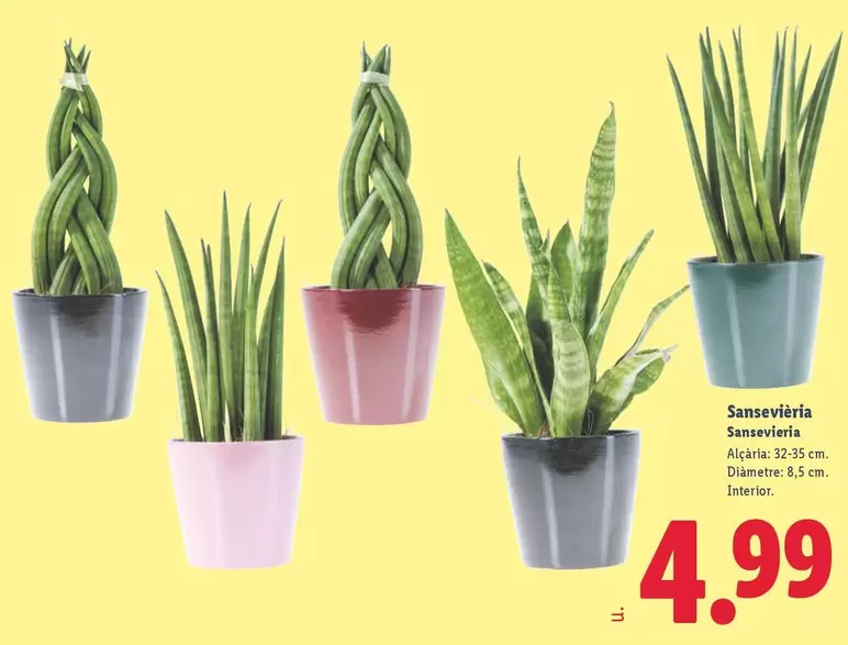 Sansevieria