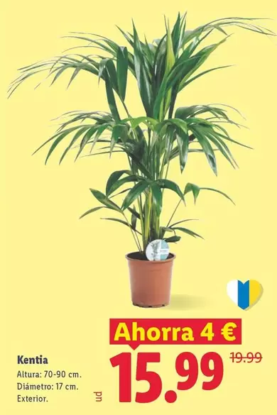Kentia