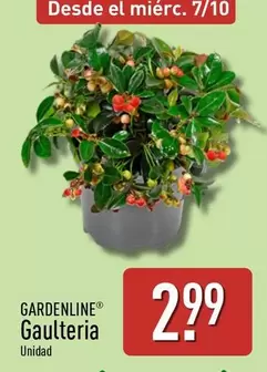 Gardenline - Gaulteria