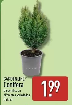 Gardenline - Conifera