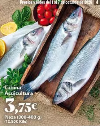 Lubina Acuicultura