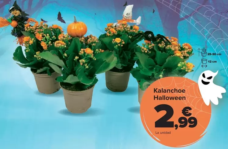 Kalanchoe Halloween