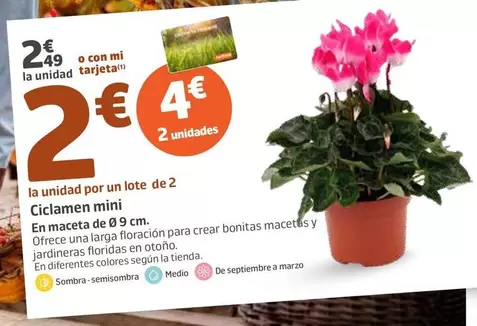 Ciclamen Mini