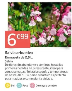 Salvia Arbustiva