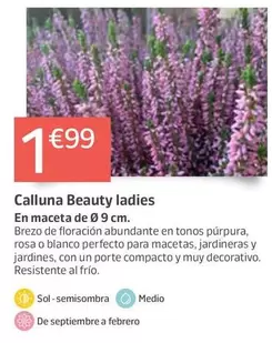 Calluna Beauty Ladies