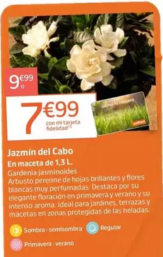 Jazmín Del Cabo