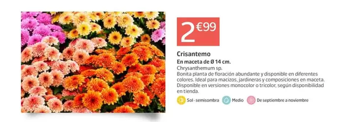 Crisantemo