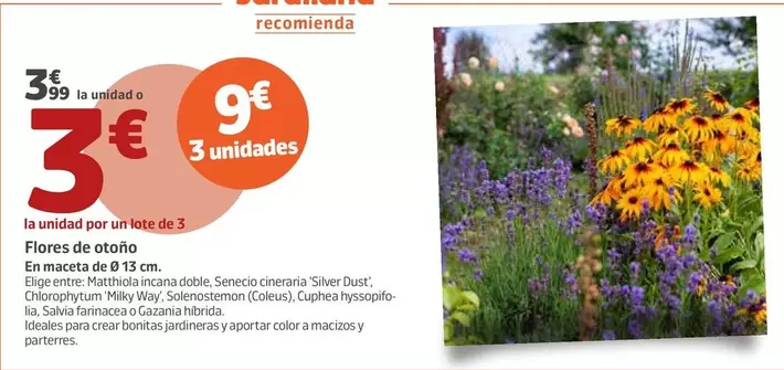 Flores De Otoño