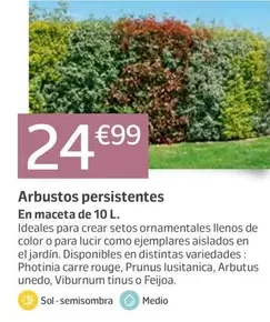 Arbustos Persistentes
