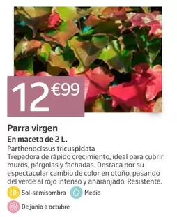 Parra Virgen