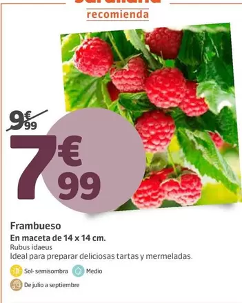 Jardiland - Frambueso